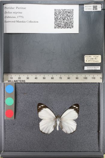Media type: image;   Entomology 139952